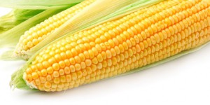 Le Parlement européen s'oppose à l'autorisation de nouveaux maïs OGM