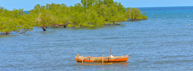 Les mangroves de Mayotte en 'danger critique' selon l'UICN