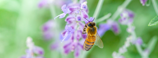 200 plantes attractives pour les abeilles pollinisatrices