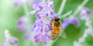 200 plantes attractives pour les abeilles pollinisatrices