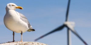 La LPO publie une étude nationale sur la mortalité des oiseaux due aux éoliennes