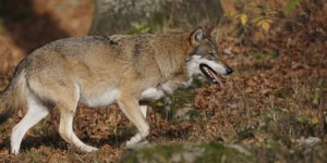 Le nouveau gouvernement confronté à la question du loup dans les territoires