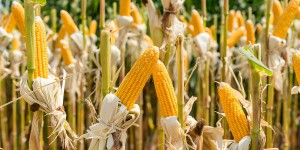 La Commission européenne autorise de nouveaux OGM 