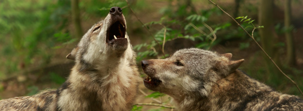 Quarante loups pourront être abattus pour la période 2017-2018