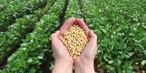 Les eurodéputés ne veulent pas importer un soja OGM tolérant aux herbicides 
