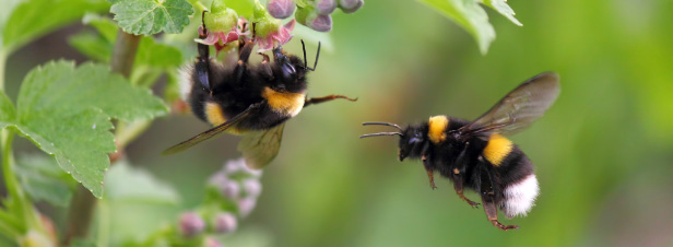 Néonicotinoïdes et pollinisateurs : deux nouvelles études prouvent leurs effets néfastes