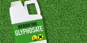 Rien n'interdit à la Commission européenne de prolonger à nouveau la période d'approbation du glyphosate