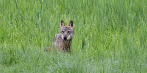Le Conseil d'Etat rejette plusieurs recours des associations de défense du loup