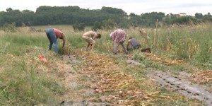 [VIDEO] Quel avenir pour une agriculture locale et biologique en France ?