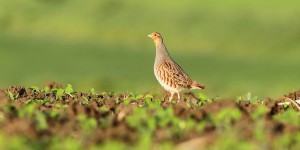 Une étude scientifique démontre l'intoxication des oiseaux sauvages par les néonicotinoïdes