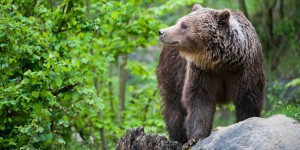 Deux ourses réintroduites dans les Pyrénées à l'automne