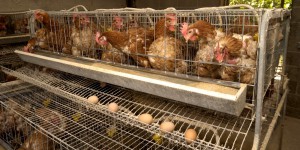 La vente d'oeufs provenant d'élevages en cage interdite en 2022 ?