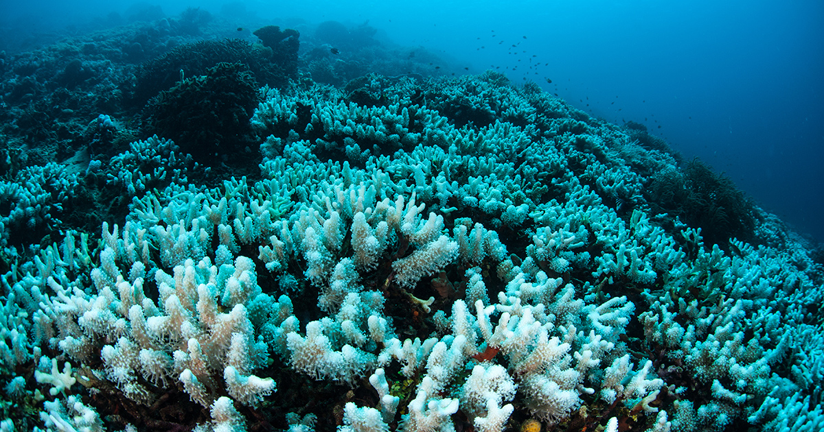 Greenpeace prouve que Total veut forer dans le récif de corail brésilien