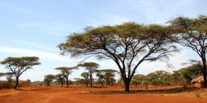 Le rôle de puits de carbone des savanes africaines remis en cause