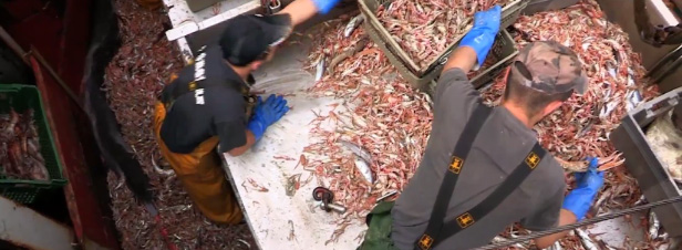 [VIDEO] Pêche : Lorient en pince pour la langoustine durable