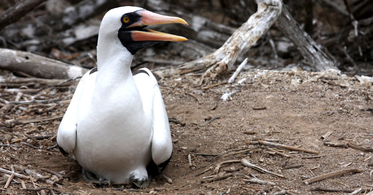 Les cycles océaniques pourraient nuire à la survie d'oiseaux marins
