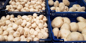 La DGCCRF révèle une contamination radioactive de certains champignons importés