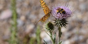 Insectes pollinisateurs : la Commission européenne propose des mesures pour ralentir leur déclin