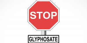 Sortie du glyphosate : les filières présenteront leurs premiers engagements d'ici trois semaines