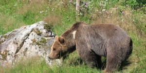 Deux ourses slovènes réintroduites pour sauvegarder l'espèce dans le Béarn