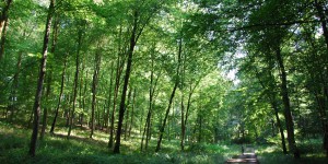 Parc national de Champagne : le projet de charte ne démontre pas de plus-value environnementale