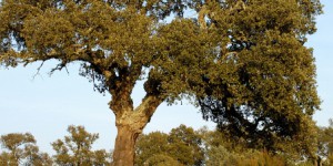 Un cinquième des forêts méditerranéennes de France est menacé