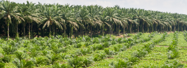 Le Sénat réintègre la niche fiscale favorable aux biocarburants à base d'huile de palme 'durable'