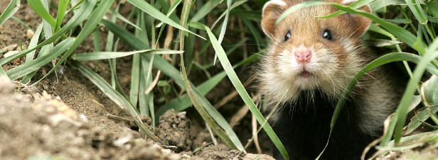 Hamster d'Alsace : consultation sur le plan d'actions sur fond de grand contournement