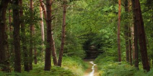 Deux visions de la nature s'affrontent dans la forêt de Romainville