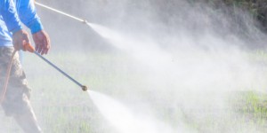 La Convention de Rotterdam plaide pour des alternatives au fenthion, pesticide ultratoxique 