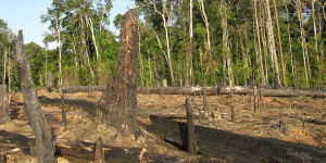 Forêts tropicales : le puits de carbone se tarit
