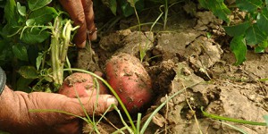 Le nouveau rapport du Giec, une forme de plébiscite pour l'agroécologie
