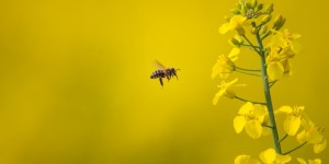 Colza : les abeilles font un meilleur travail que les phytosanitaires (et surtout il est gratuit)