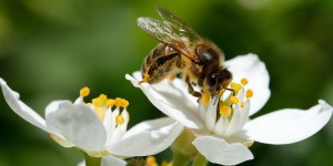 Impact des pesticides sur les pollinisateurs : le Parlement européen retoque la proposition de la Commission