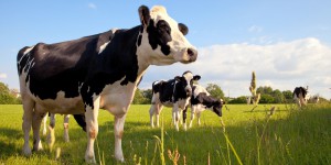 Lubrizol : l'Anses demande une surveillance renforcée suite à la levée des restrictions sur le lait 