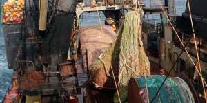 Golfe de Gascogne : les chalutiers seront équipés du système acoustique «pinger» pour éloigner les cétacés