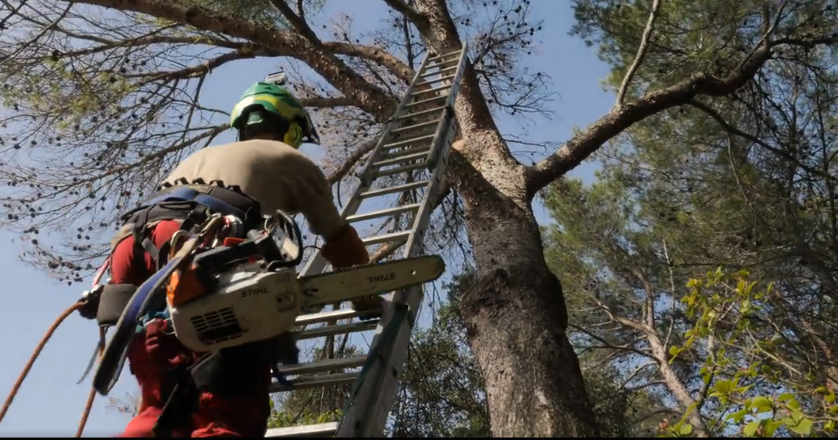 [VIDEO] Élagueur-grimpeur, un métier qui demande du professionnalisme