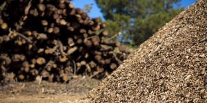 Électricité à partir de biomasse : 14 nouveaux projets soutenus