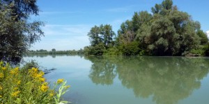 « Rhin vivant » : un plan et 40 projets pour renaturer le fleuve