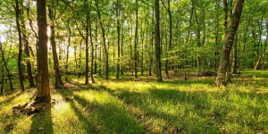 Le Gouvernement prévoit de réformer l'Office national des forêts par ordonnance
