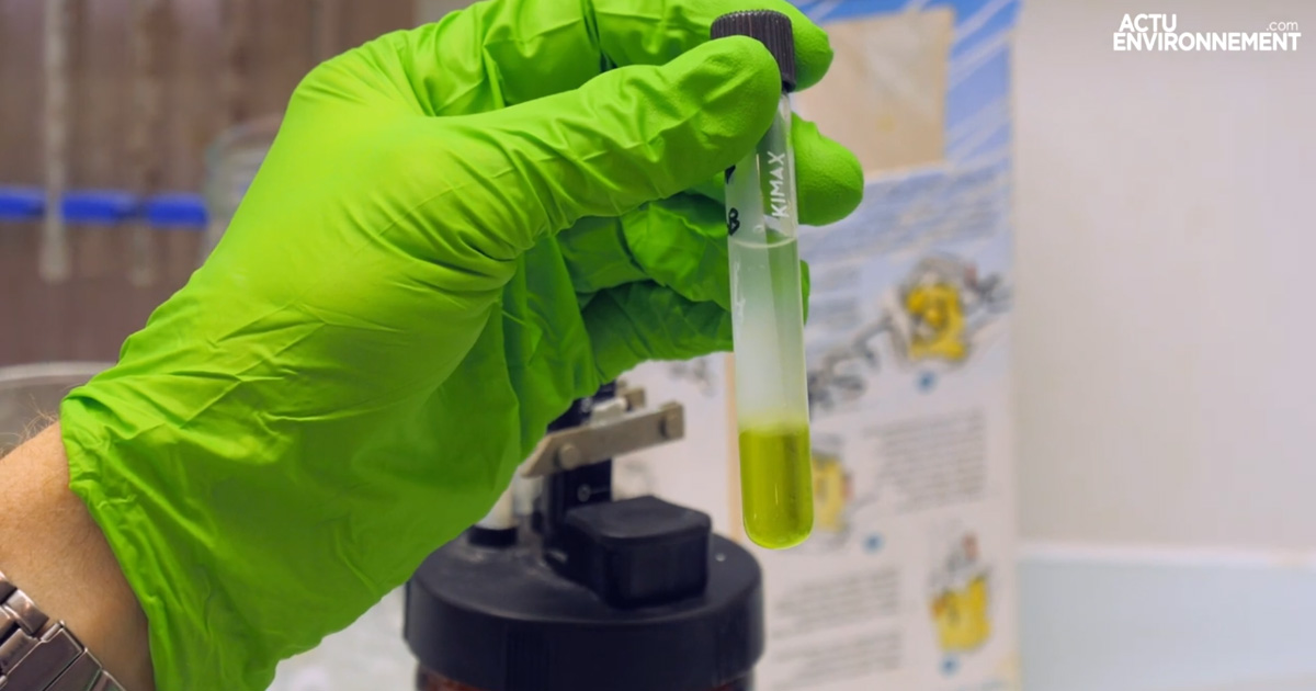 [VIDEO] Micro-algues : un regain d'intérêt pour le biocarburant