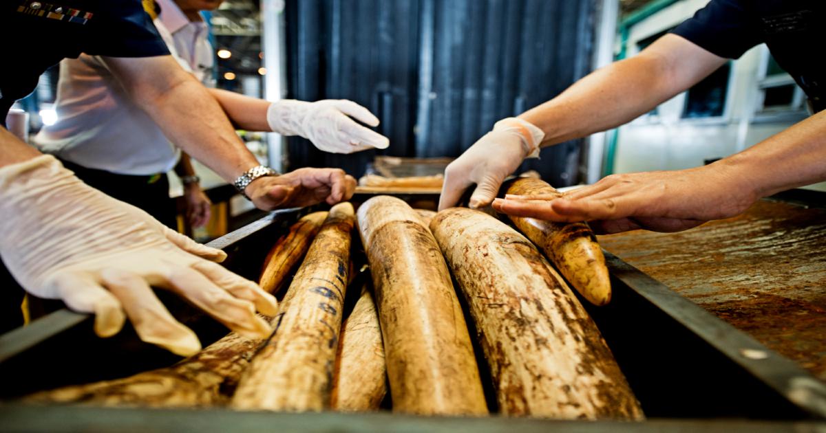 Trafic illégal d'espèces sauvages : WWF appelle à la mobilisation du secteur logistique et transport