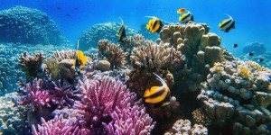 La vie marine pourrait être restaurée d'ici 2050, si les pressions humaines s'atténuent suffisamment vite 