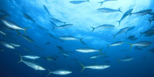 Réchauffement climatique : les espèces maritimes migrent plus vite que les terrestres