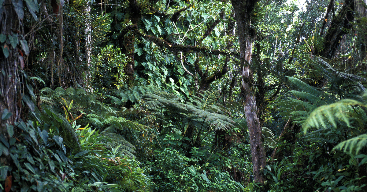 Le rôle de réservoir de carbone des forêts tropicales menacé au-dessus de 32°C 