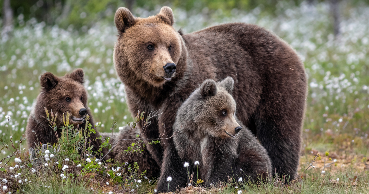 Ours dans les PyrénéesÂ : révision de la feuille de route «Â Pastoralisme et oursÂ » pour la saison 2020