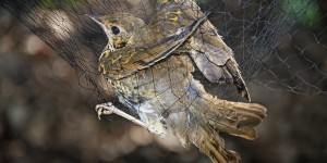 Captures d'oiseaux : la Commission européenne adresse un avis motivé à la France