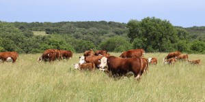 L'accroissement du bétail est un facteur de pandémie mondiale, selon une étude française
