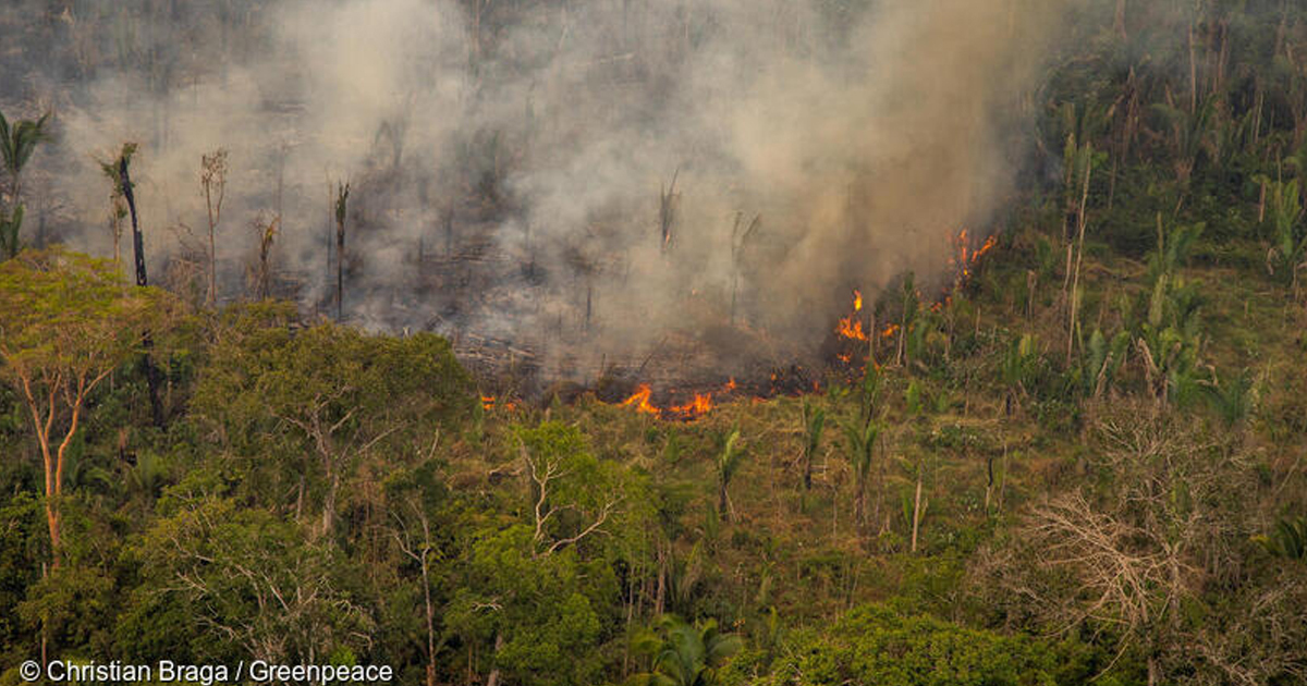 Incendies en Amazonie : Greenpeace fustige les importations françaises de soja