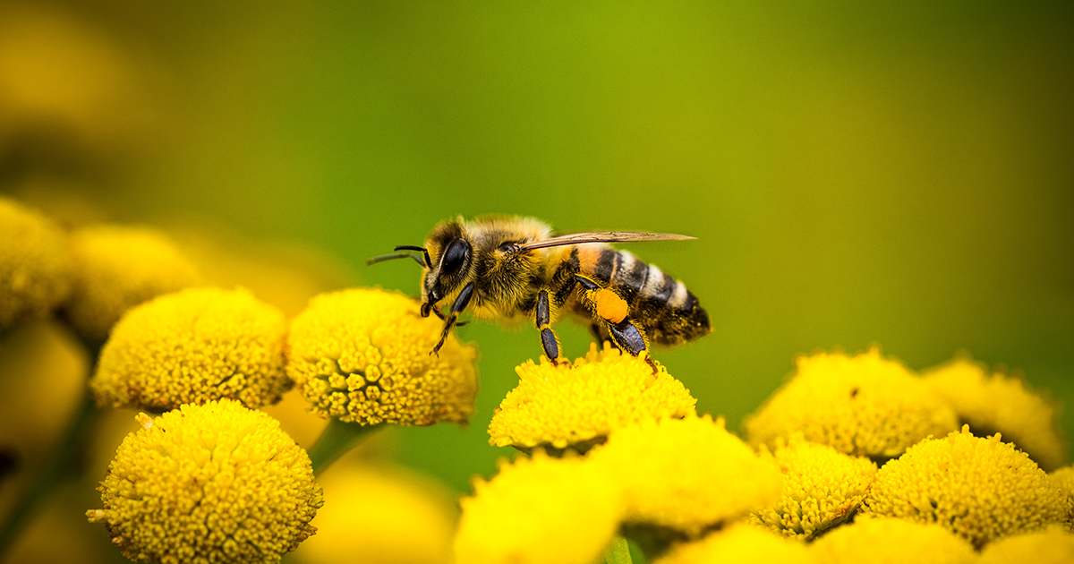 Pesticides et abeilles : l'Efsa réactualise ses données sur les taux de mortalité 